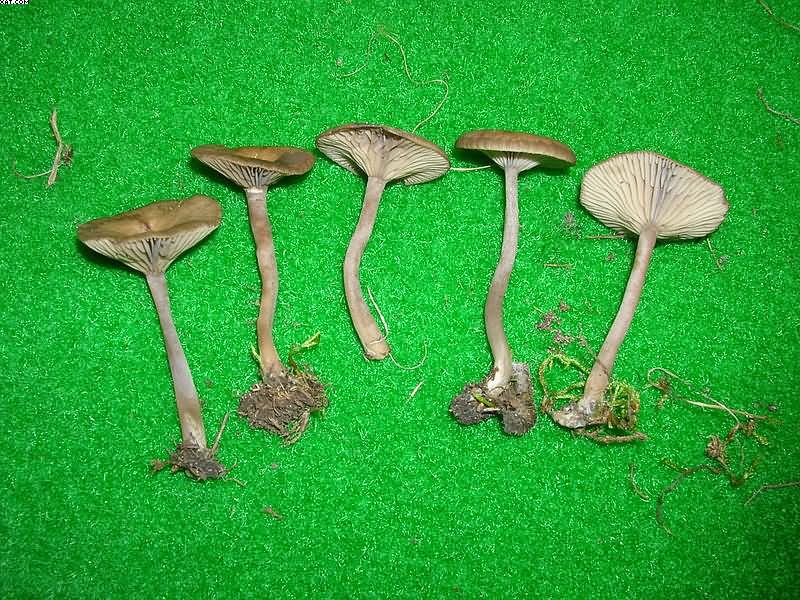 Pseudoclitocybe obbata    (Fr.)     Singer